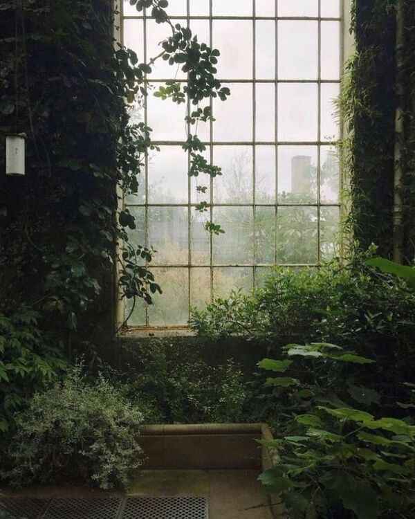 Miren vrt z zelenimi rastlinami in naravno svetlobo